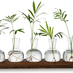 Glasseam Pflanzen Terrarium Vasen Set Hydrokultur Vase