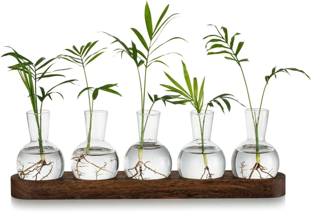Glasseam Pflanzen Terrarium Vasen Set Hydrokultur Vase