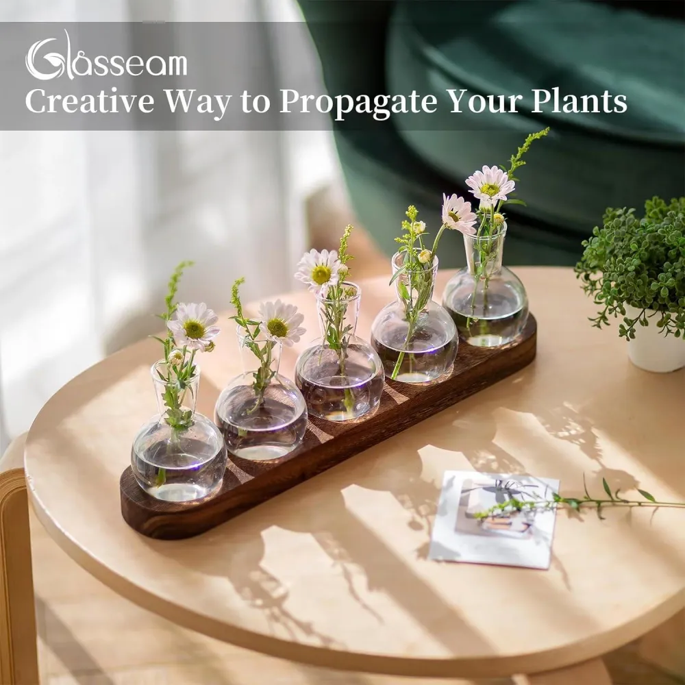 Glasseam Pflanzen Terrarium Vasen Set Hydrokultur Vase
