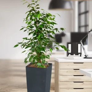 Hydro XL Büropflanze Ficus Betonoptik hohe Vase