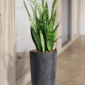 Hydro XL Büropflanze Sansevieria Betonoptik Vase