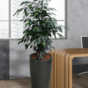 HYDRO SET XL Büropflanze Ficus Benjamina mit Vase Classico