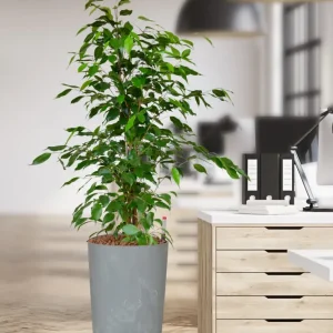 HYDRO SET XL BÜROPFLANZE Ficus Benjamina mit Vase Betonoptik, 140-150cm