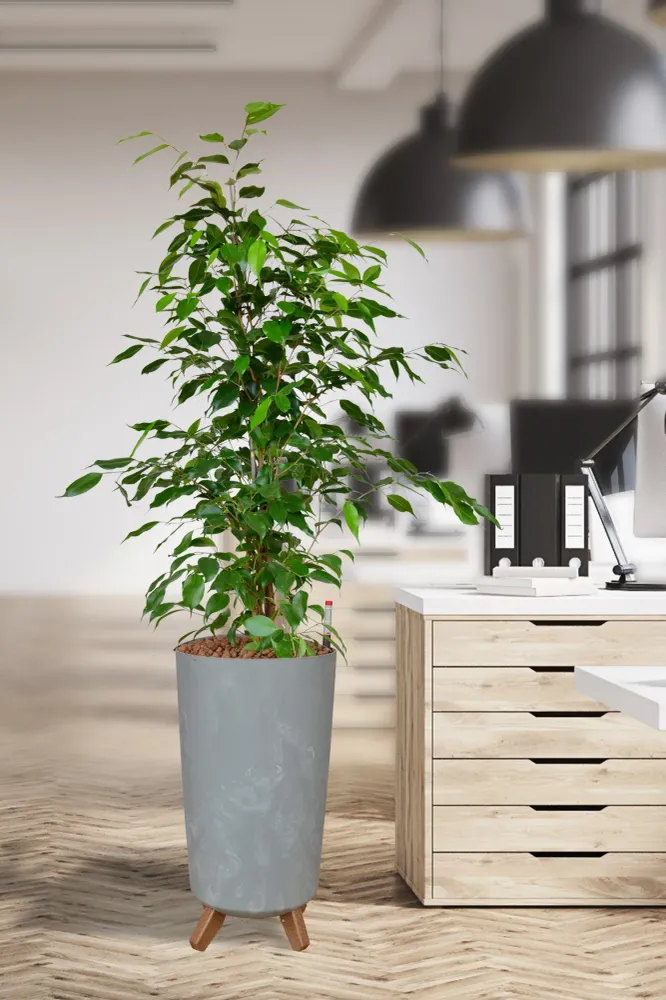 HYDRO SET XL BÜROPFLANZE Ficus Benjamina mit Vase Betonoptik, 140-150cm