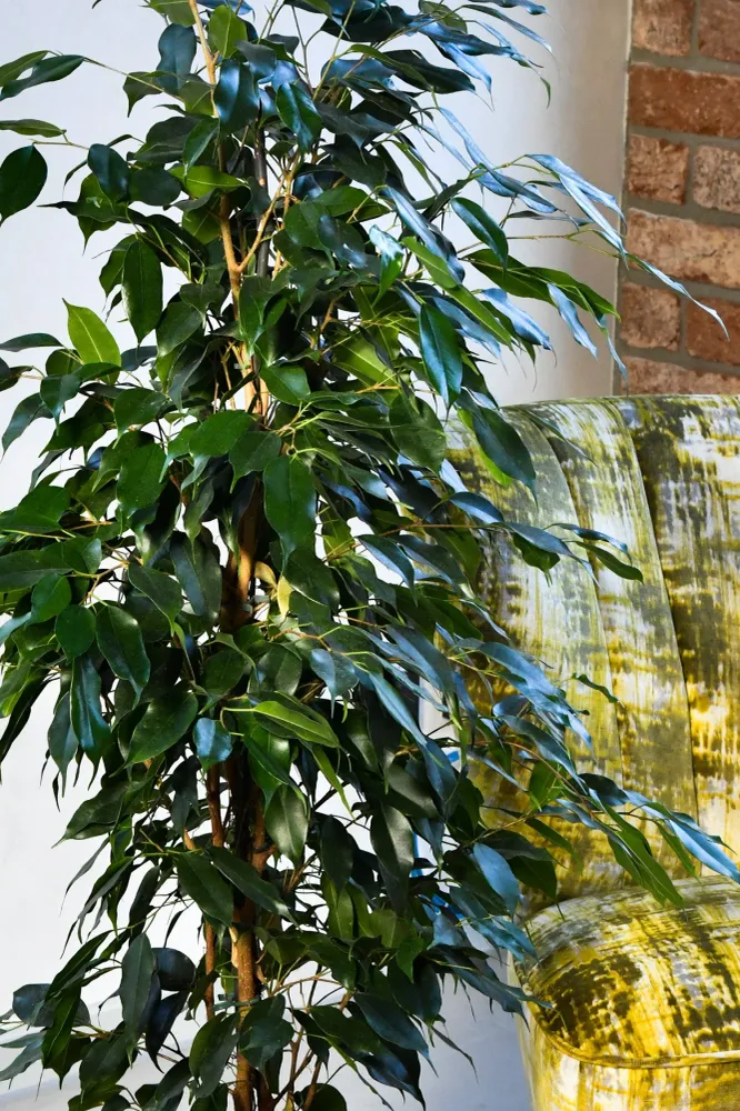 HYDRO SET XL BÜROPFLANZE Ficus Benjamina mit Vase Betonoptik, 140-150cm