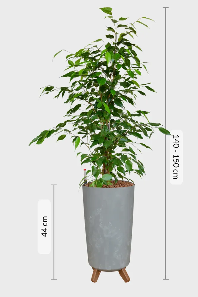 HYDRO SET XL BÜROPFLANZE Ficus Benjamina mit Vase Betonoptik, 140-150cm