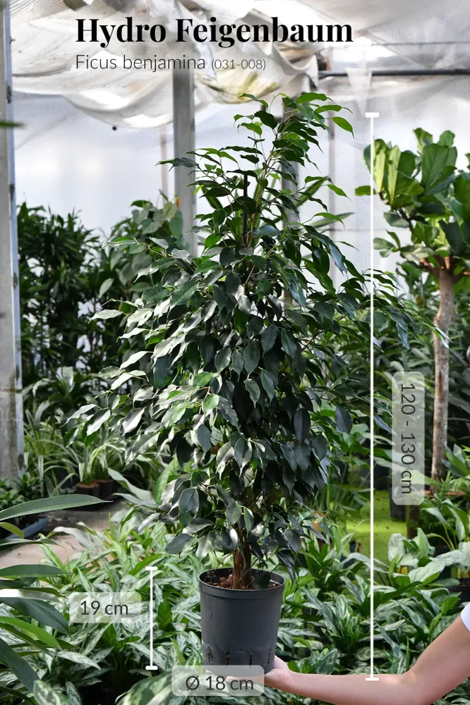 HYDRO SET XL BÜROPFLANZE Ficus Benjamina mit Vase Betonoptik, 140-150cm