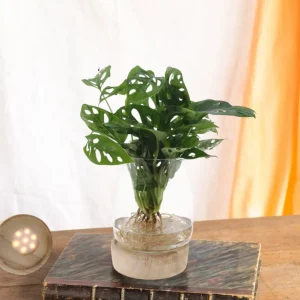 Monstera-Vase und LED-Sockel