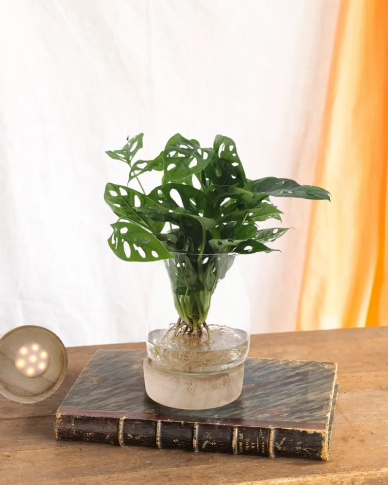 Monstera-Vase und LED-Sockel