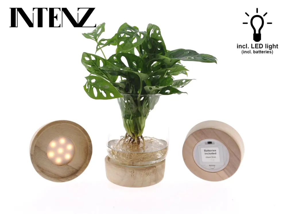 Monstera-Vase und LED-Sockel