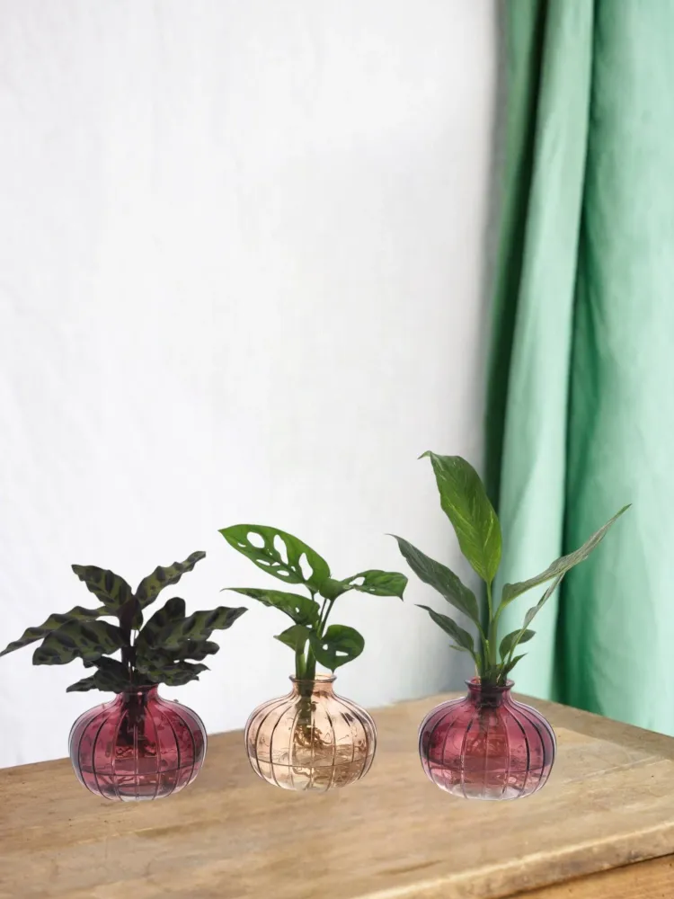 Trio von Hydrokulturpflanzen mit ihrer Nela-Vase