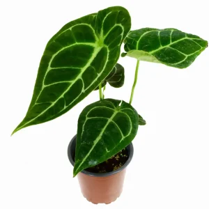 Anthurium Amazon King Stripes 'Inverse'