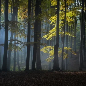 Foggy forest
