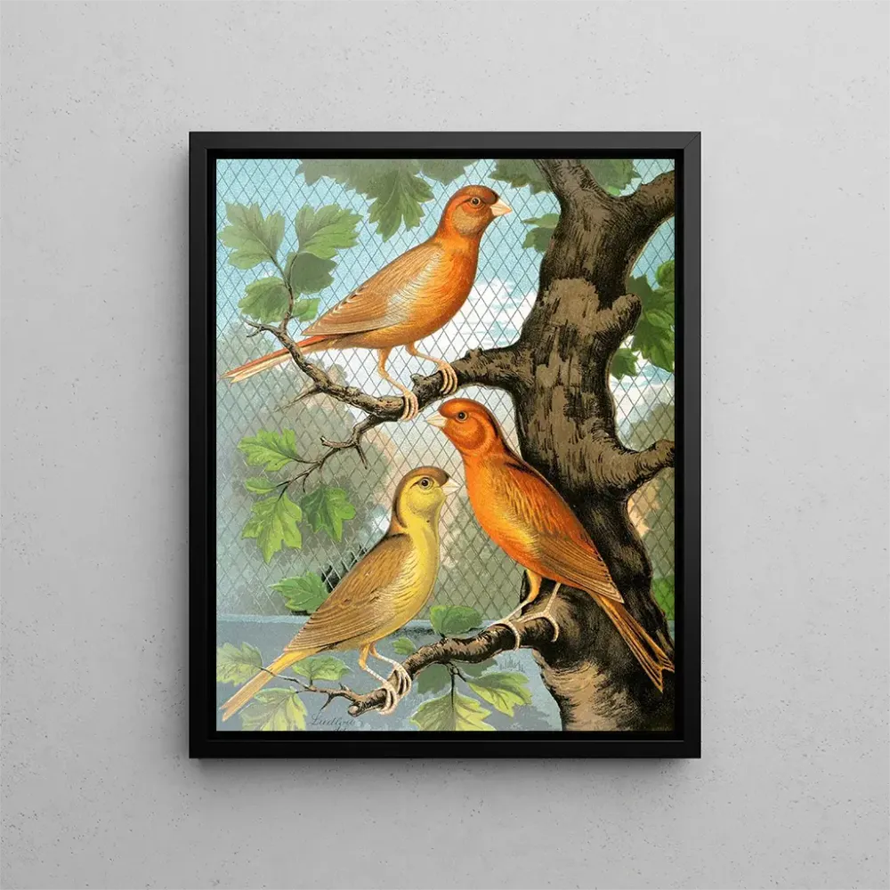 Canaris cannelle - W. . Blakston | Kunstdruck
