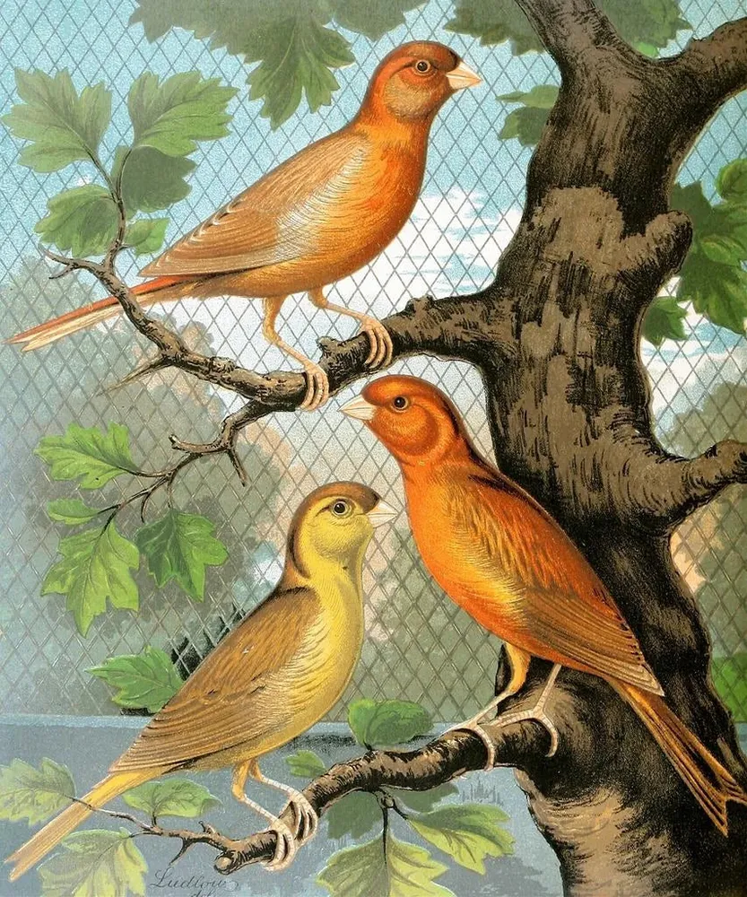 Canaris cannelle - W. . Blakston | Kunstdruck