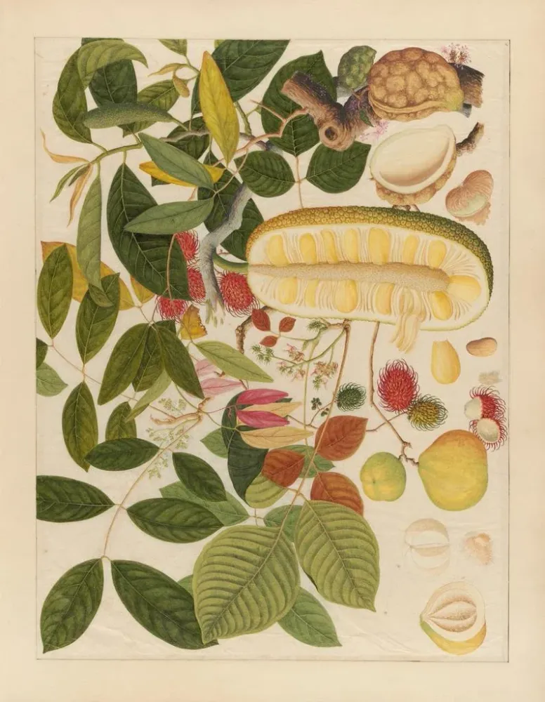 Chinesisches Obst-Aquarell-Album Gemälde Pl01 - Anonym | Kunstdruck