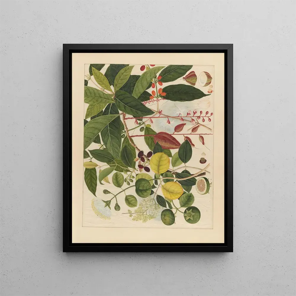 Chinesisches Obst-Aquarell-Album Gemälde Pl03 - Anonym | Kunstdruck