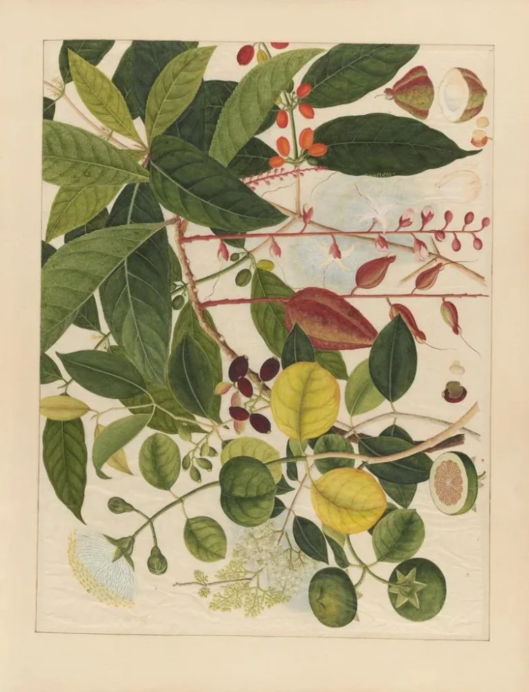 Chinesisches Obst-Aquarell-Album Gemälde Pl03 - Anonym | Kunstdruck