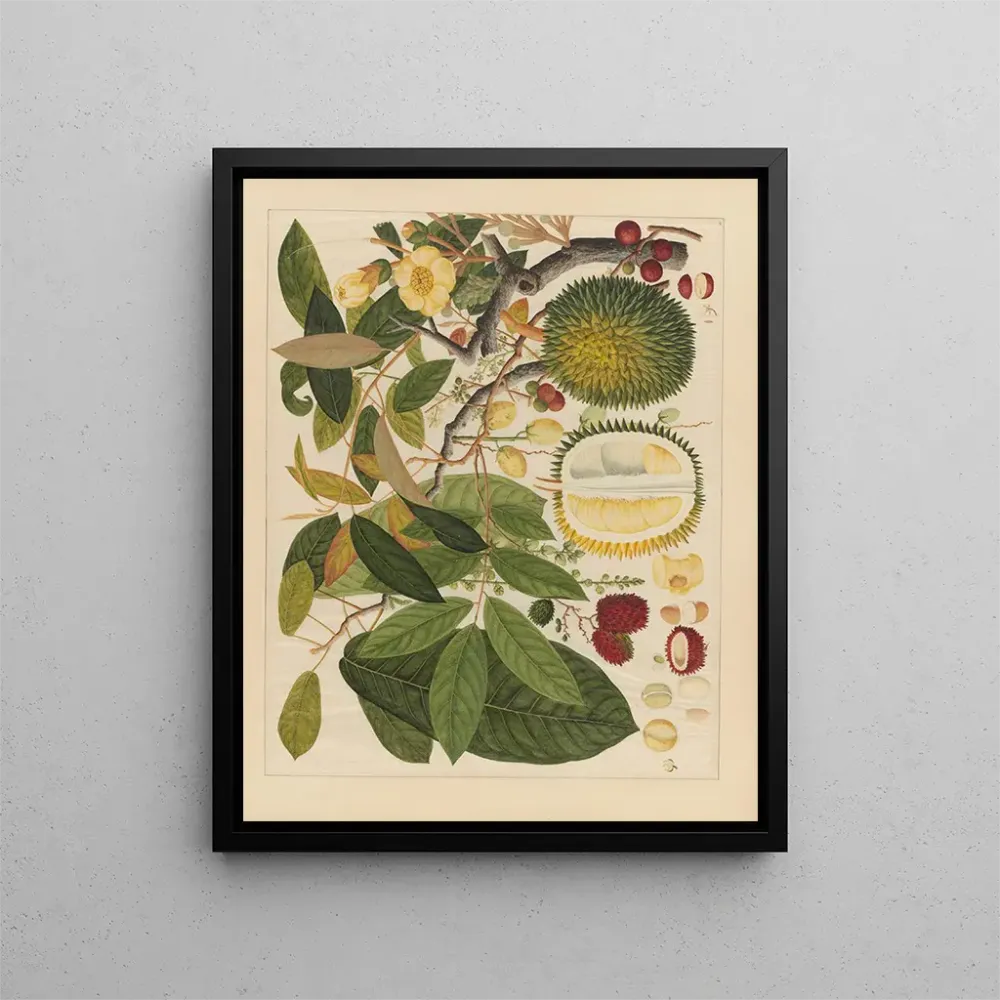 Chinesisches Obst-Aquarell-Album Gemälde Pl11 - Anonym | Kunstdruck