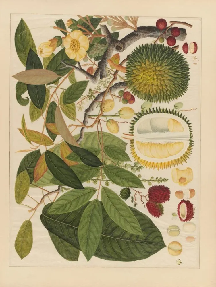 Chinesisches Obst-Aquarell-Album Gemälde Pl11 - Anonym | Kunstdruck