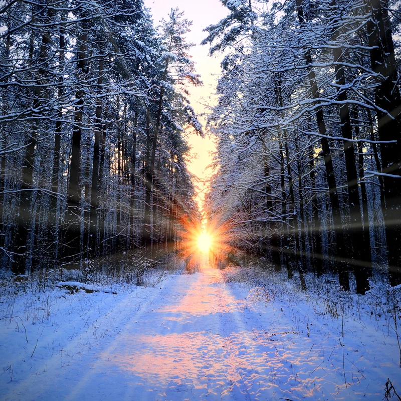 Wandbild „Sonnenuntergang, verschneiter Waldweg“, modernistische Vlieswandkunst Grau für das Wohnzimmer Clearhalo