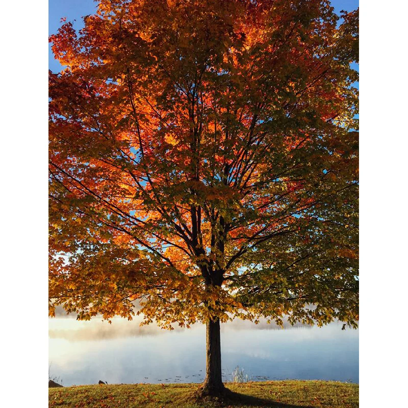 Wasserabweisendes Wandgemälde „Blattbaum“ aus Vliesstoff, minimalistische Wandverkleidung für das Schlafzimmer Clearhalo