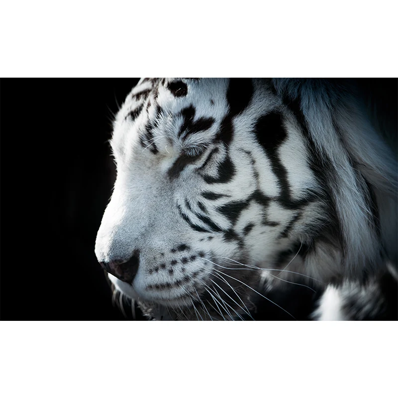 Zeitgenössische Tapete mit zahmen asiatischen Tigern, Wandverkleidung mit schwarzen Naturtieren Clearhalo