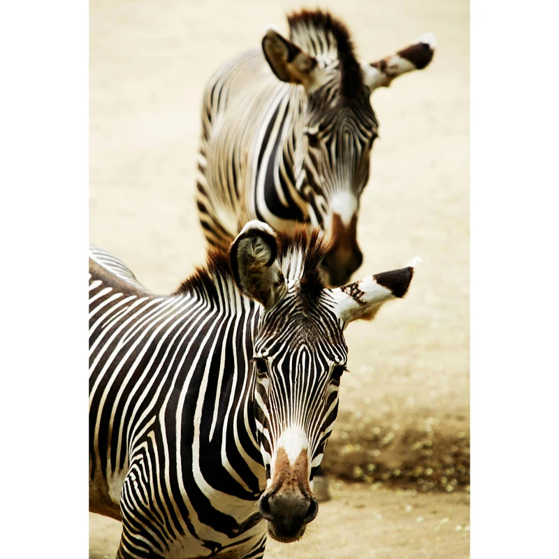 Zeitgenössischer Afrika-Zebra-Wandaufkleber, Pastellfarben, natürliche Tiere, Wandverkleidung Clearhalo