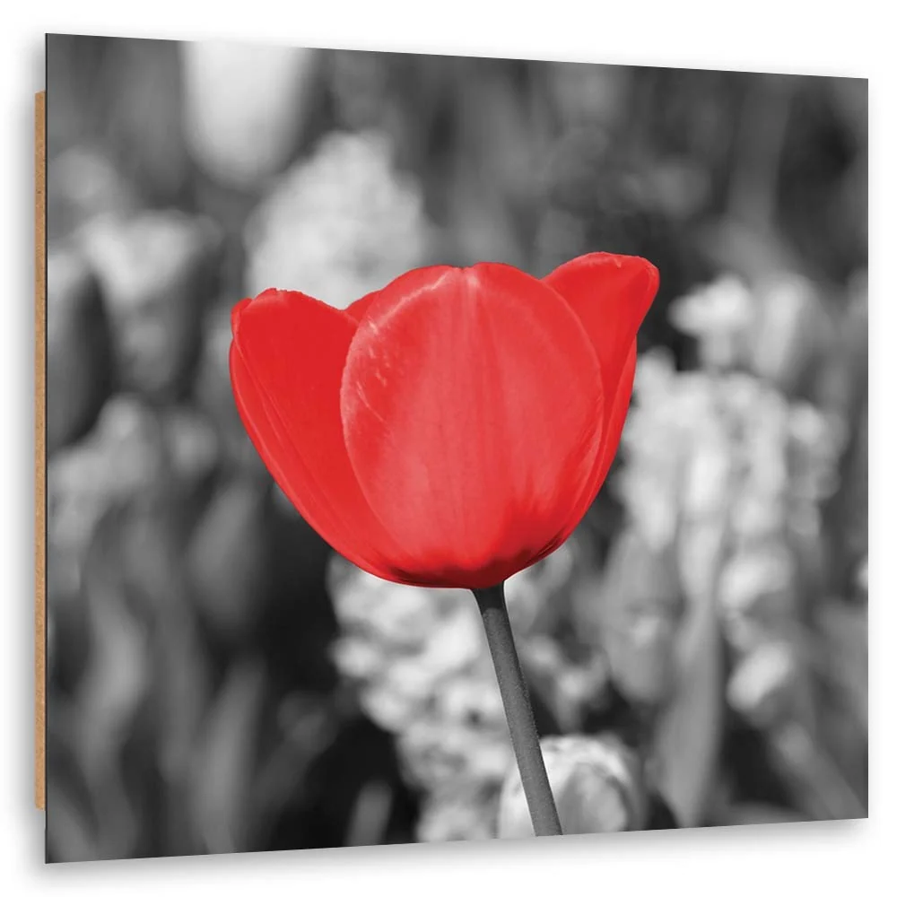 Art-déco-Paneldruck, Rote Tulpen auf der Wiese 30x30 Feeby