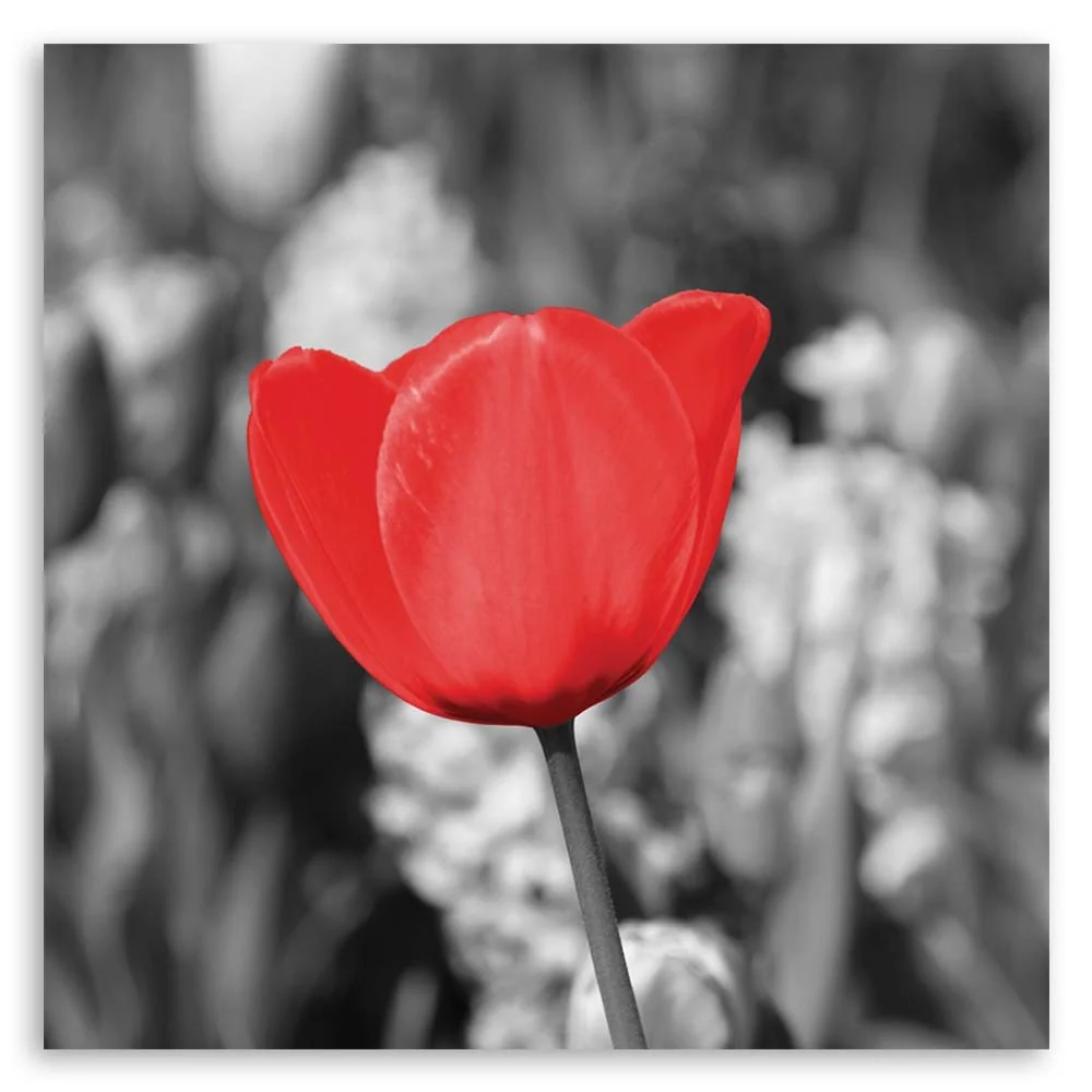 Art-déco-Paneldruck, Rote Tulpen auf der Wiese 30x30 Feeby