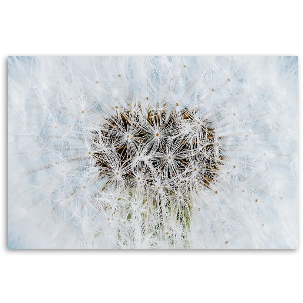 Art-déco-Paneldruck, weiße Löwenzahnblüten 60x40 Feeby