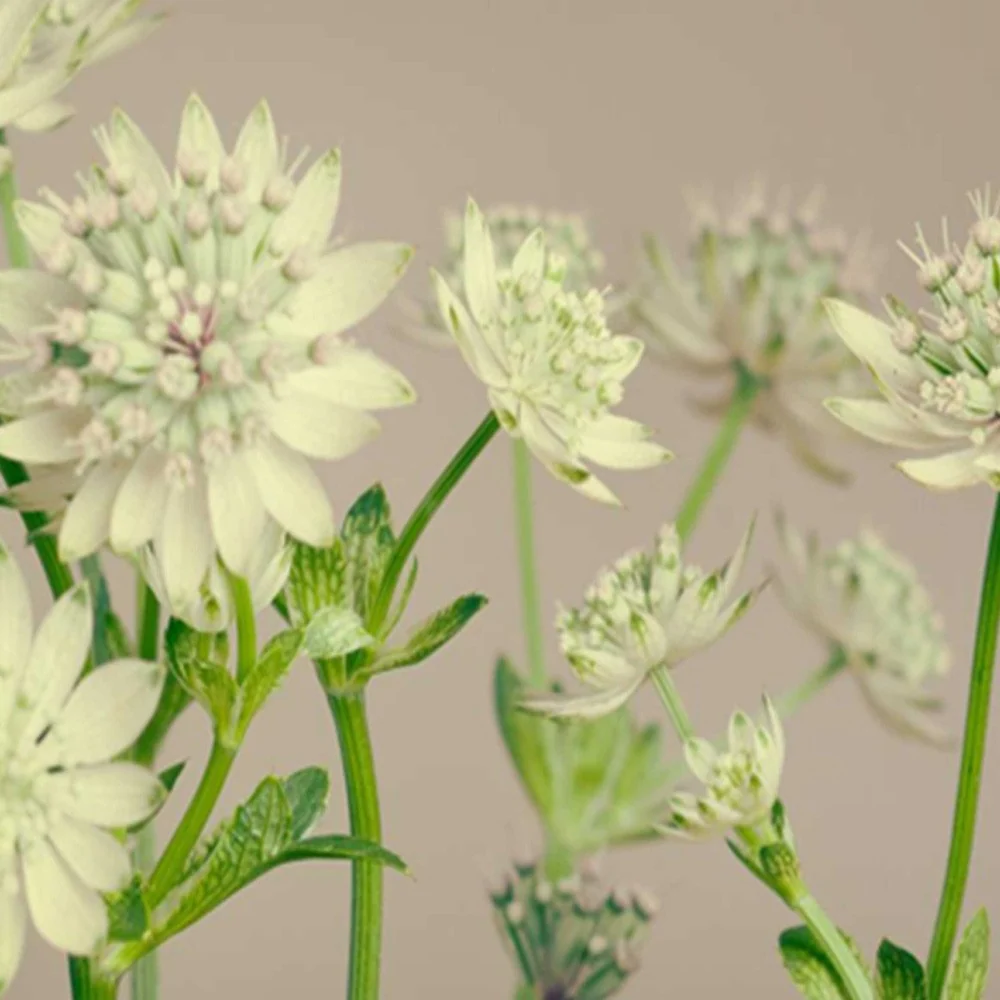 Doppelseitig drehbarer Raumteiler, Clover Feeby