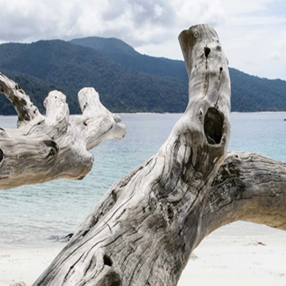 Doppelseitig drehbarer Raumteiler, Motiv: Die Äste eines Baumes am tropischen Strand Feeby