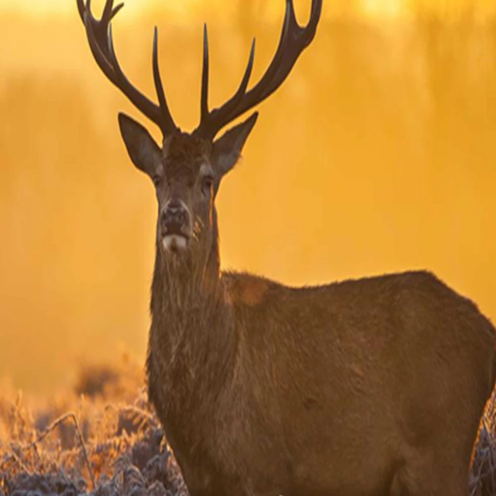 Doppelseitiger Raumteiler, Hirsch im Sonnenuntergang Feeby