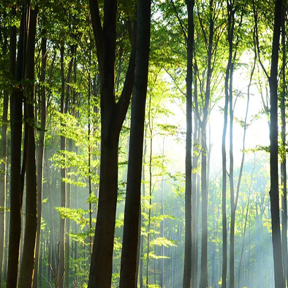 Doppelseitiger Raumteiler, Sonnenstrahlen im Wald Feeby