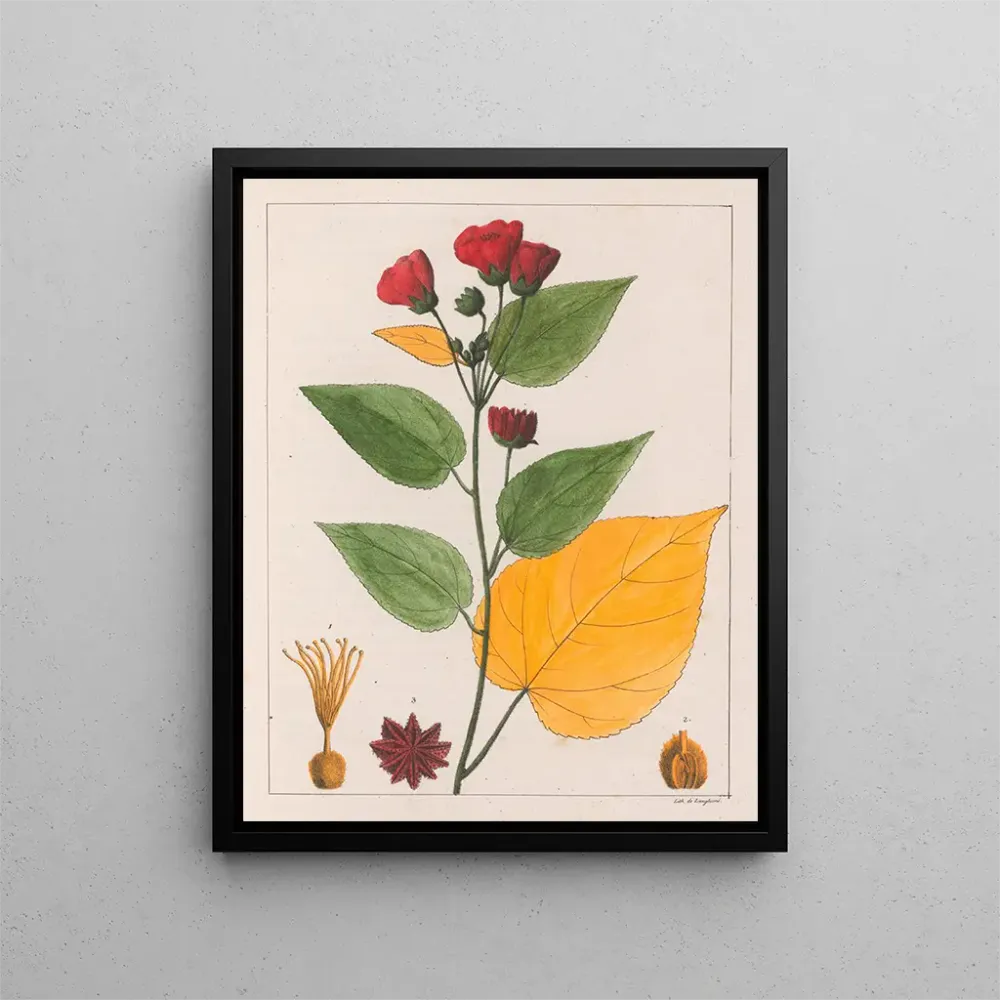 Gemälde Abutilon esculentum - Auguste de Saint-Hilaire | Kunstdruck