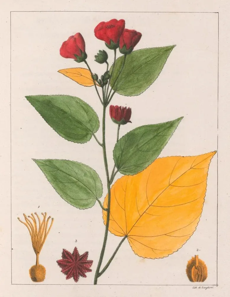 Gemälde Abutilon esculentum - Auguste de Saint-Hilaire | Kunstdruck