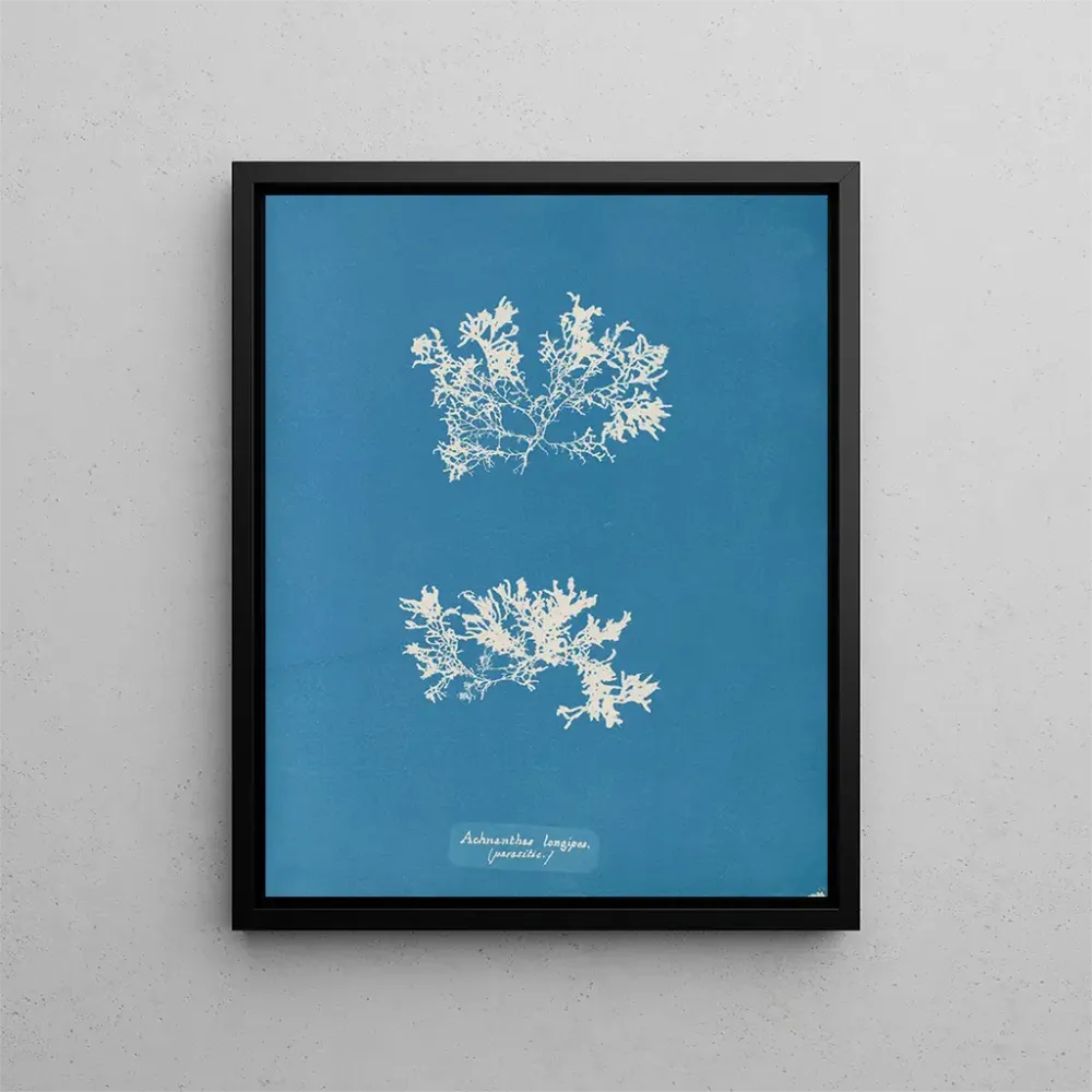 Gemälde Achnanthes longipes parasite - Anna Atkins | Kunstdruck