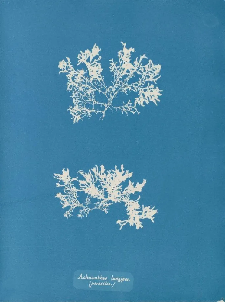 Gemälde Achnanthes longipes parasite - Anna Atkins | Kunstdruck