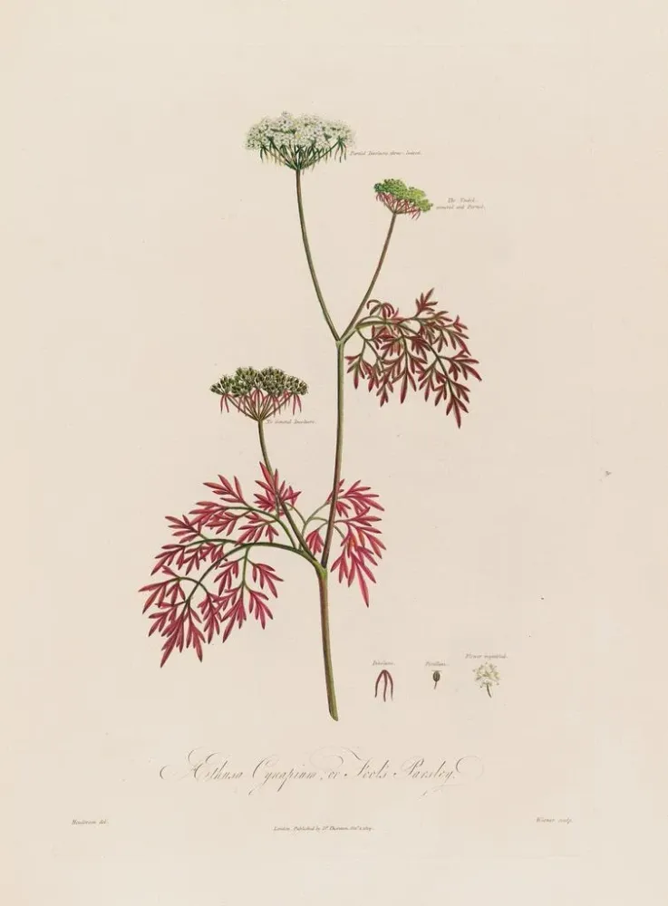 Gemälde Aethusa cynapium ou Persil des Fous - Robert John Thornton | Kunstdruck