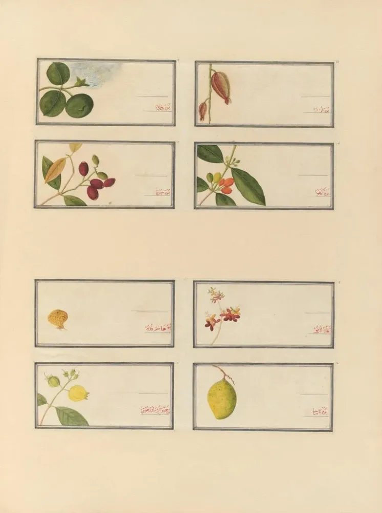 Gemälde Album chinesischer Aquarellbilder asiatischer Früchte Pl24 - Anonym | Kunstdruck