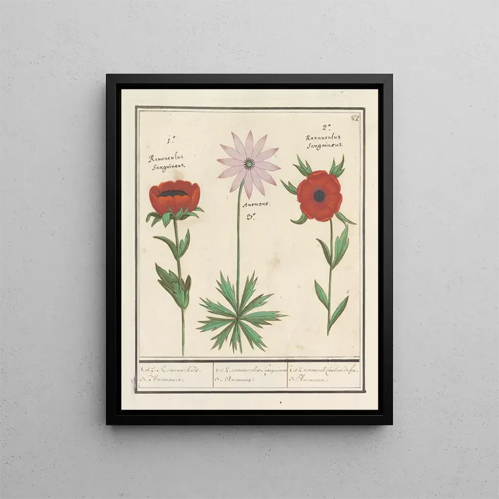 Gemälde Anemoon émone 1 und 2 Roononckels 3 émonie - Anselmus Botius de Boodt | Kunstdruck