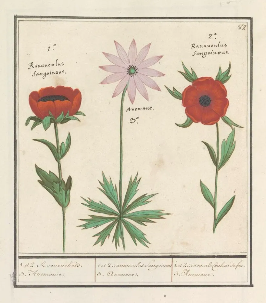 Gemälde Anemoon émone 1 und 2 Roononckels 3 émonie - Anselmus Botius de Boodt | Kunstdruck
