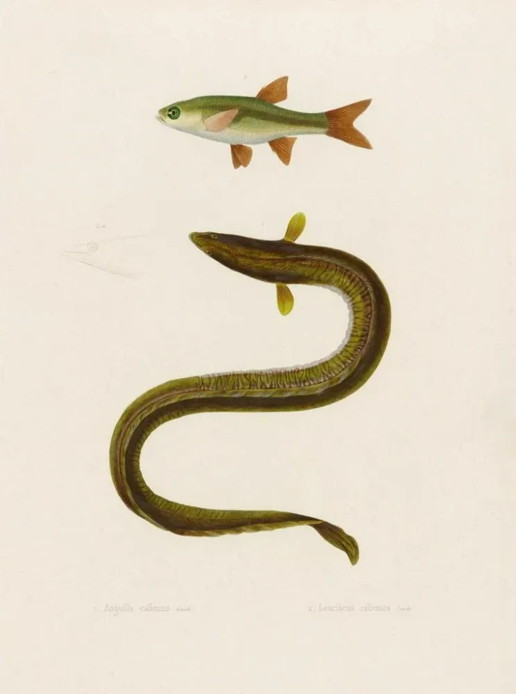 Gemälde Anguilla Callensis Leuciscus Callensis - Arthus Bertrand | Kunstdruck