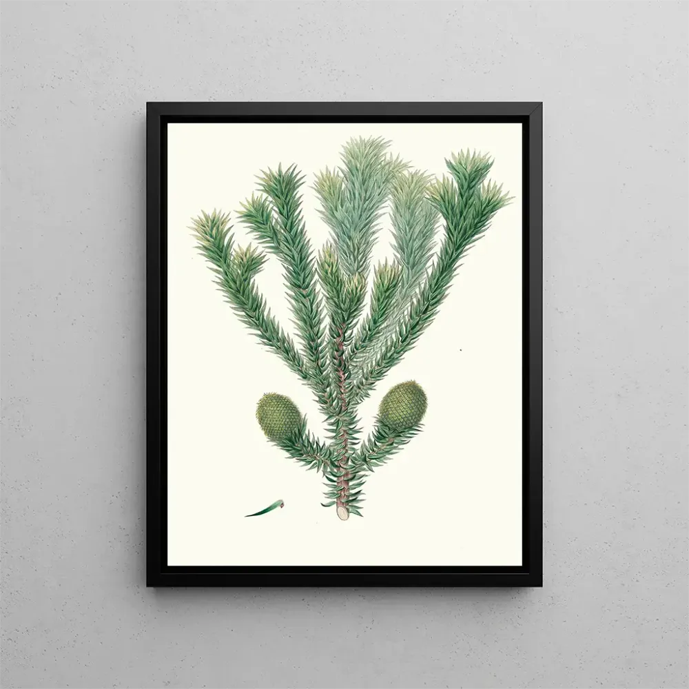 Gemälde Araucaria brasiliana, Pin des Brasiliens - Aylmer Bourke Lambert