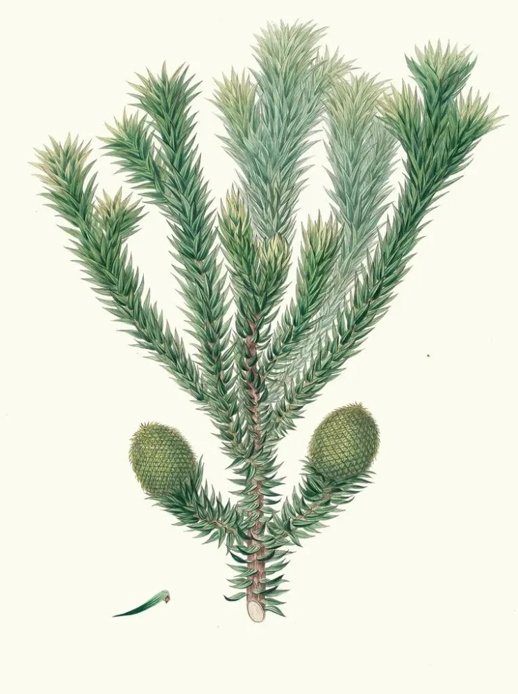 Gemälde Araucaria brasiliana, Pin des Brasiliens - Aylmer Bourke Lambert