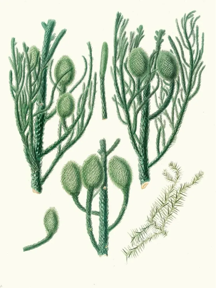 Gemälde Araucaria Cunninghamii, Pin de Moreton Bay - Aylmer Bourke Lambert | Kunstdruck