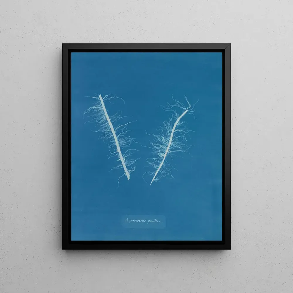 Gemälde Asperococcus minor - Anna Atkins | Kunstdruck