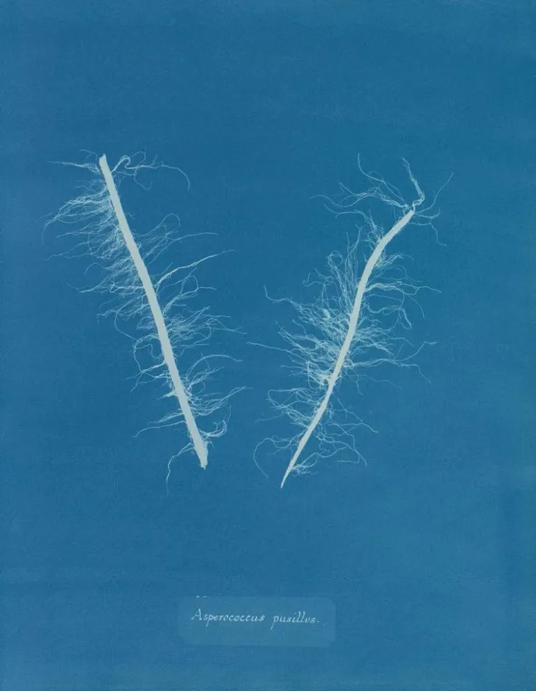 Gemälde Asperococcus minor - Anna Atkins | Kunstdruck