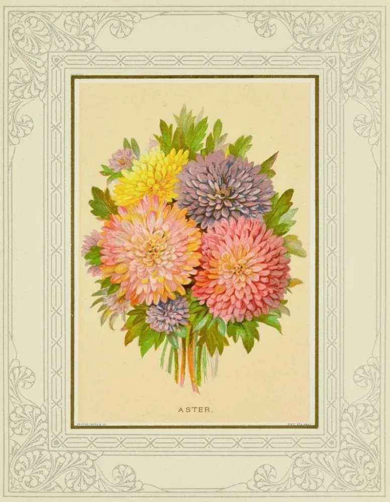 Gemälde Aster - Marcus Ward & Co. | Kunstdruck